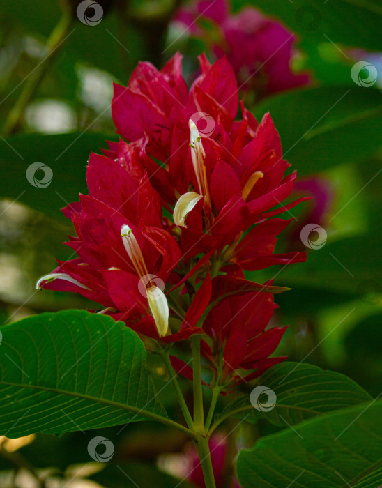 Скачать Красный тропический цветок фотосток Ozero