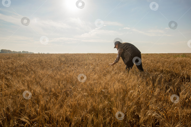 Скачать мужчина-фермер держит колосья пшеницы на открытом воздухе. фотосток Ozero