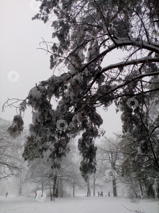 Скачать Зима фотосток Ozero