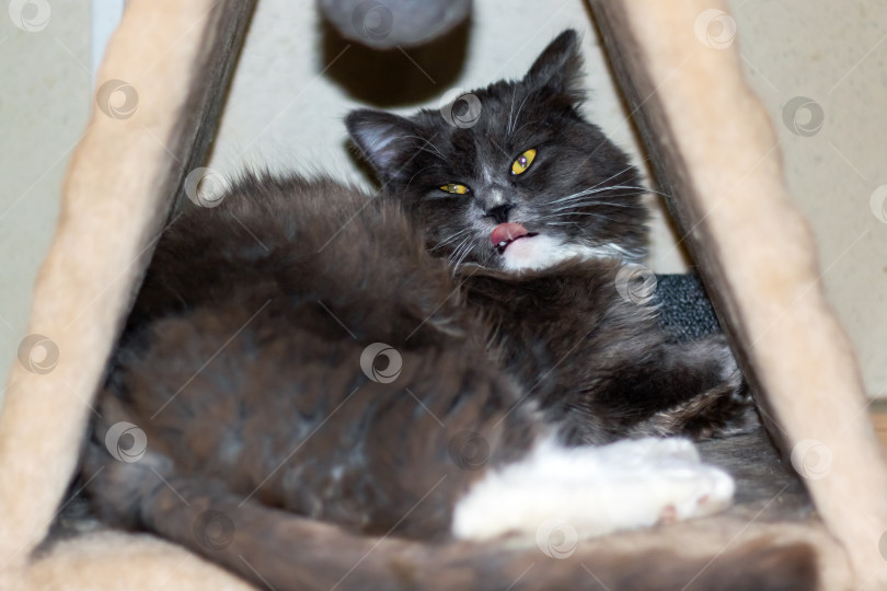 Скачать Игривый серый лохматый кот дома крупным планом фотосток Ozero