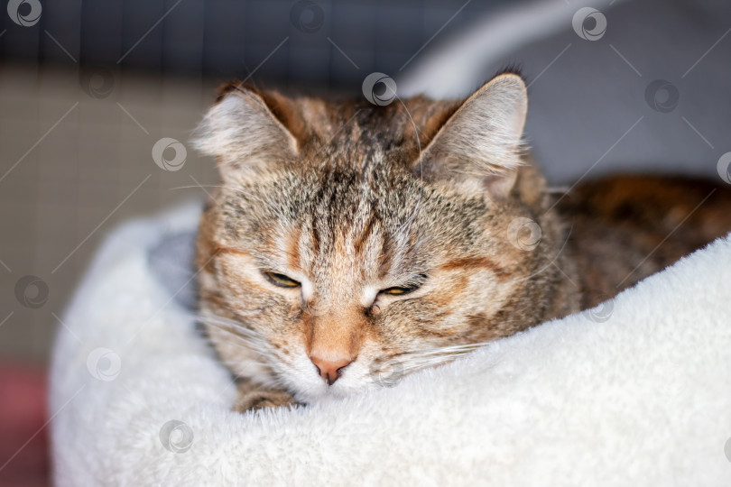 Скачать Маленькая трехцветная кошечка спит в кроватке фотосток Ozero