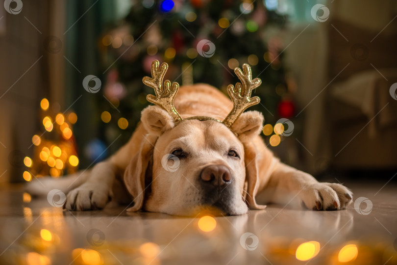 Скачать милая забавная собачка лабрадор с оленьими рогами на фоне рождественской елки. рождественские огни, рождественская поздравительная открытка фотосток Ozero