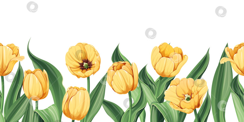 Скачать Бесшовный бордюр из желтых тюльпанов на изолированном фоне. Иллюстрация с весенними цветами для Пасхи, Дня матери и т.д. Подходит для декора, ткани, открыток, фонов, обоев фотосток Ozero