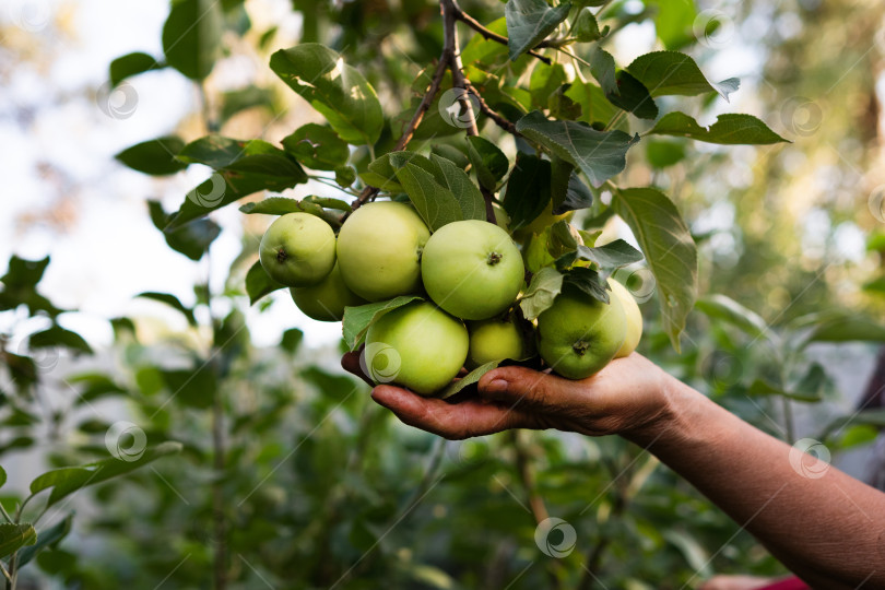 Скачать Мужчина-фермер собирает урожай яблок. Избирательный подход. Еда. фотосток Ozero