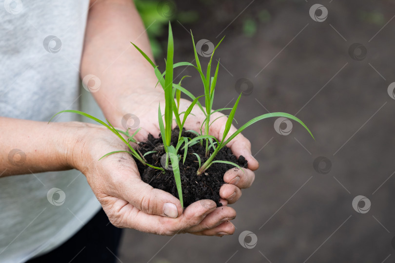 Скачать Мужские руки касаются почвы на поле. Опытная рука фермера проверяет состояние почвы перед выращиванием семени овоща или рассады растений. Концепция бизнеса или экологии. фотосток Ozero