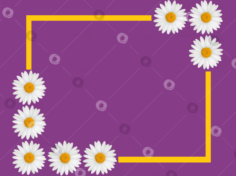 Скачать Цветочный фон, открытка, основа. Желтая рамка с большими белыми ромашками на ярко-фиолетовом фоне. фотосток Ozero