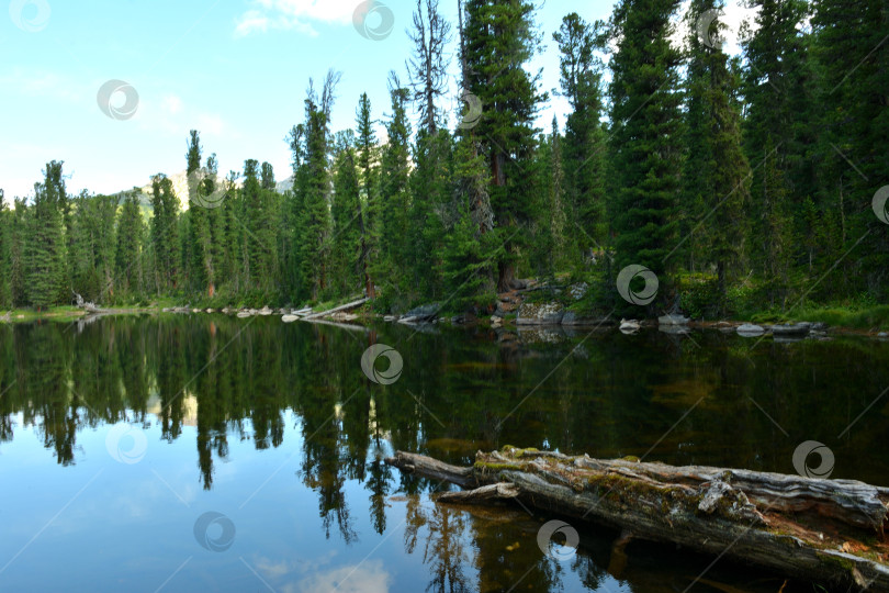 Скачать Старое срубленное дерево на поверхности красивого таежного озера, окруженного высокими кедрами, в солнечный летний день. фотосток Ozero