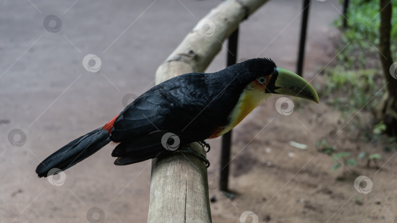 Скачать Яркий зеленоклювый тукан Ramphastos dicolorus сидит на жердочке фотосток Ozero