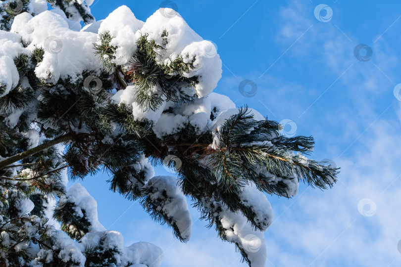 Скачать Роскошная сосна Pinus parviflora Glauca в солнечный зимний день. Ветви Parviflora Glauca с коричневыми шишками покрыты снегом на фоне голубого неба. Природная концепция дизайна. Рождество и Новый год. фотосток Ozero