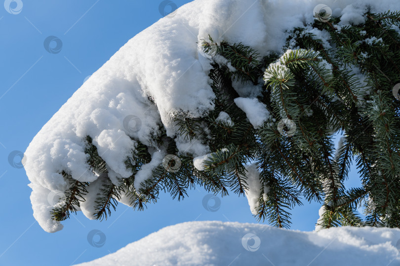 Скачать Роскошная пикея оморика или сербская ель в солнечный зимний день. Ветви сербской ели, покрытые снегом, на фоне голубого зимнего неба. Концепция природы для дизайна. фотосток Ozero