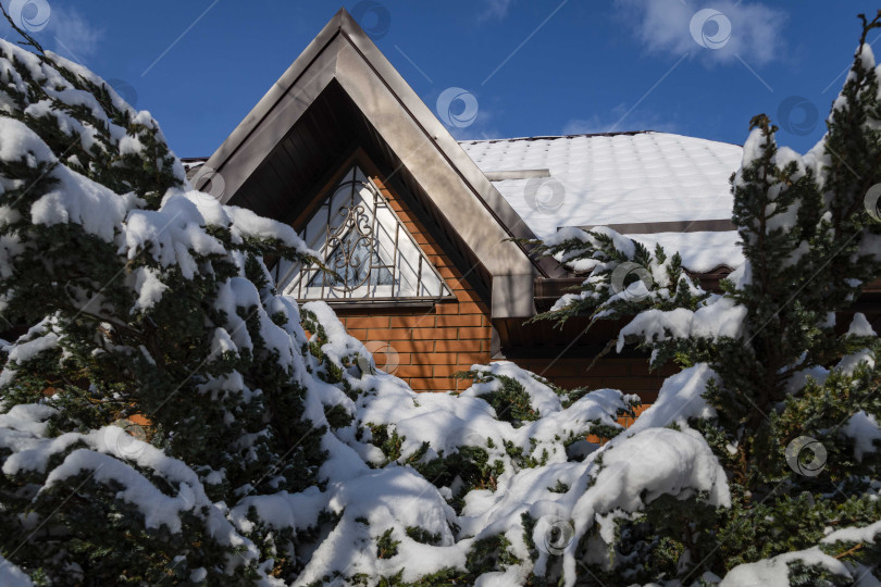 Скачать Можжевельник чешуйчатый Мейери под снегом перед мансардным окном загородного дома. Заснеженные ветви можжевельника на фоне голубого неба. Крыша мансарды, покрытая снегом. Вечнозеленый зимний сад. фотосток Ozero