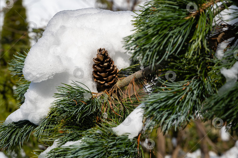 Скачать Ветка серебристо-голубой рождественской елки Picea pungens Hoopsii, покрытая снегом, с коричневыми шишками на фоне голубого февральского неба. Крупный план. Вечнозеленый ландшафтный сад зимой. Концепция природы для дизайна. фотосток Ozero