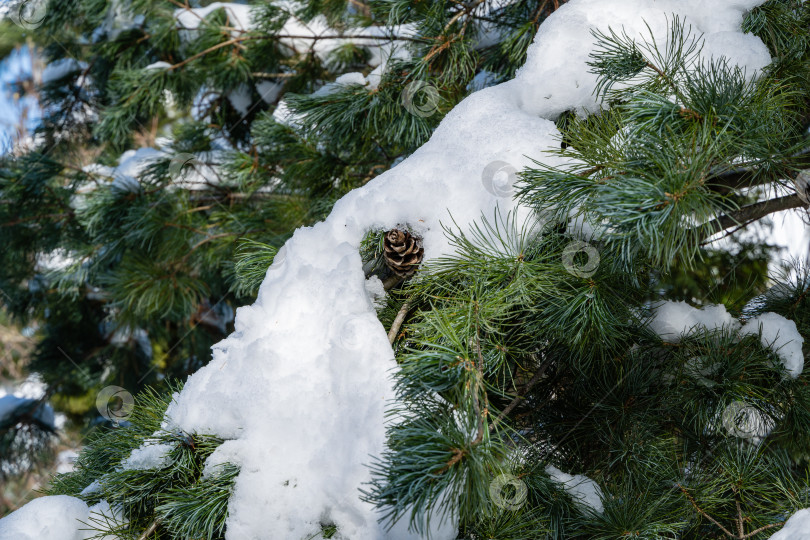 Скачать Ветка серебристо-голубой рождественской елки Picea pungens Hoopsii, покрытая снегом, с коричневыми шишками на размытом фоне вечнозеленых растений. Вечнозеленый ландшафтный сад зимой. Концепция природы для дизайна. фотосток Ozero