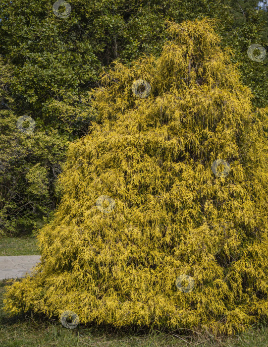 Скачать Chamaecyparis pisifera 'Filifera Aurea' (кипарис Савара или Савара японская) в дендрарии парка южных культур. Желтые листья ложного кипариса на фоне вечнозеленых растений. Сириус (Адлер) Сочи. фотосток Ozero