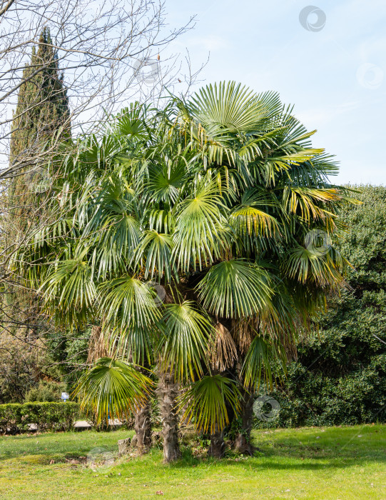 Скачать Trachycarpus fortunei, китайские пальмы-мельницы, пальмы-ветряные мельницы или пальмы Чусана на красивом лугу в Адлерском дендрарии южных культур. Размытый фон. Выборочный фокус. Адлер (Сириус), Сочи. фотосток Ozero