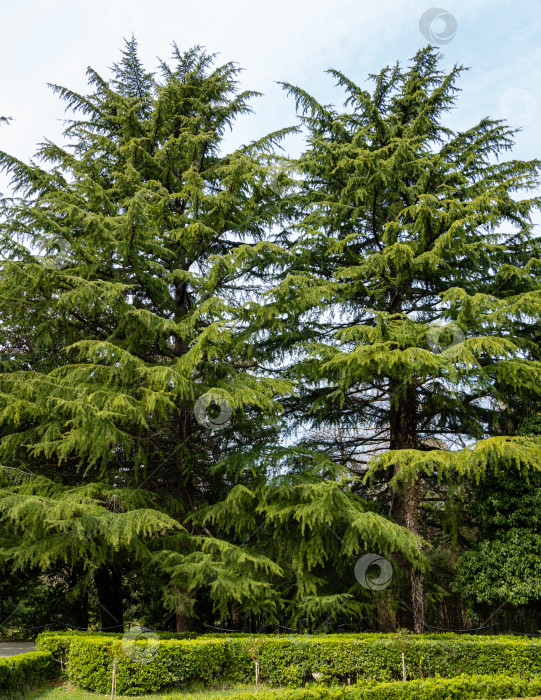 Скачать Гималайский кедр, Cedrus Deodara (Кедр Деодар, гималайский кедр) в Адлерском дендрарии южных культур. Размытый фон. Выборочный фокус. Крупный план. Алер (Сириус) Сочи. фотосток Ozero