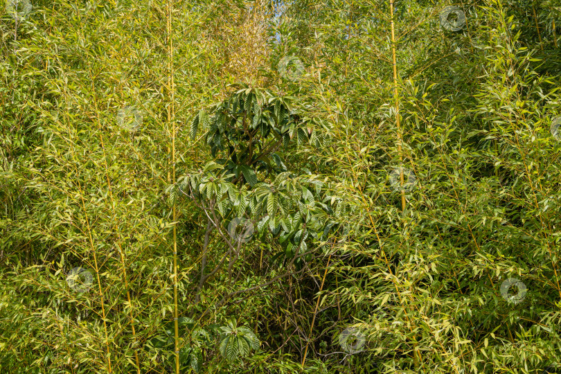 Скачать Вечнозеленые заросли бамбука Phyllostachys aureosulcata в Адлерском дендрарии "Южные культуры". Крупный план. В центре зарослей растет мушмула. Вечнозеленый бамбук на размытом фоне. Выборочный фокус. фотосток Ozero