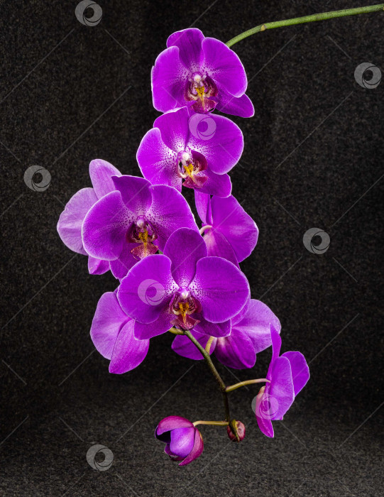 Скачать Красивая ветвь ярко-фиолетового цветка орхидеи Фаленопсис, известной как орхидея мотылька или Phal, на размытом темном фоне. Выборочный фокус. Место для текста. Концепция природы для дизайна фотосток Ozero