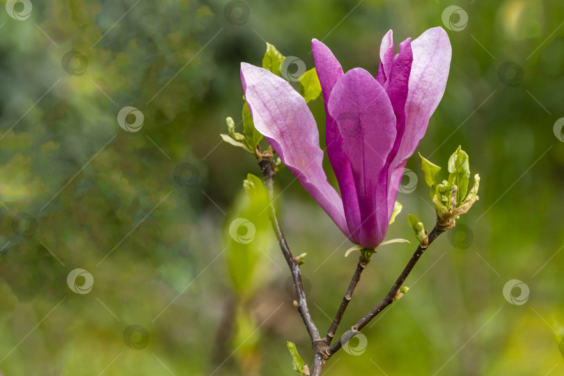 Скачать Крупный розовый цветок магнолии Сьюзен (Magnolia liliiflora x Magnolia stellata) на размытом фоне зелени сада. Выборочный фокус. Весенний цветущий ландшафтный сад. Концепция природы для дизайна. фотосток Ozero