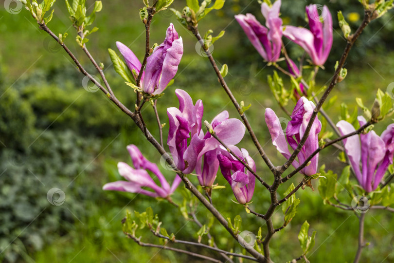 Скачать Крупные розовые цветы магнолии Сьюзен (Magnolia liliiflora x Magnolia stellata) на размытом фоне зелени сада. Выборочный фокус. Цветущий ландшафтный сад. Концепция природы для дизайна. фотосток Ozero