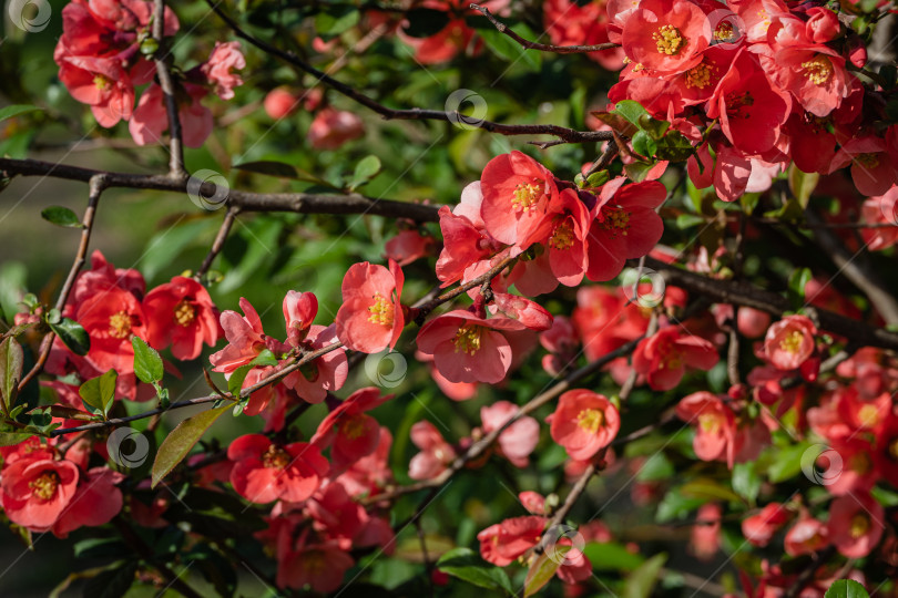 Скачать Цветение японской айвы или Chaenomeles japonica. Красные цветы на ветвях японской айвы на размытом фоне. Выборочный фокус. Красные цветы крупным планом. Концепция природы для дизайна. фотосток Ozero