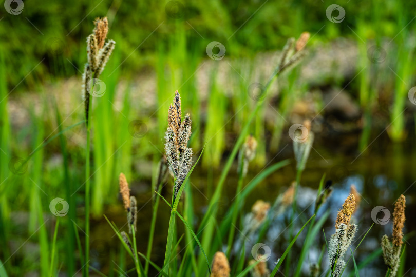 Скачать Цветущая осока Carex Nigra (Carex melanostachya) на берегу садового пруда. Пушистые желтые шапочки на черной или обыкновенной осоке на размытом фоне. Выборочный фокус. Концепция природы для весеннего дизайна. фотосток Ozero