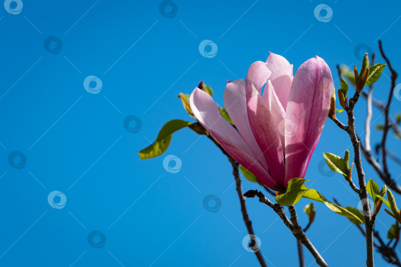 Скачать Крупный светло-розовый цветок на ветке магнолии Soulangeana. Цветок на фоне голубого неба. Крупный план. Выборочный фокус. Общественный городской ландшафтный парк "Краснодар" или парк Галицкого. Солнечный весенний день 2021 года. фотосток Ozero