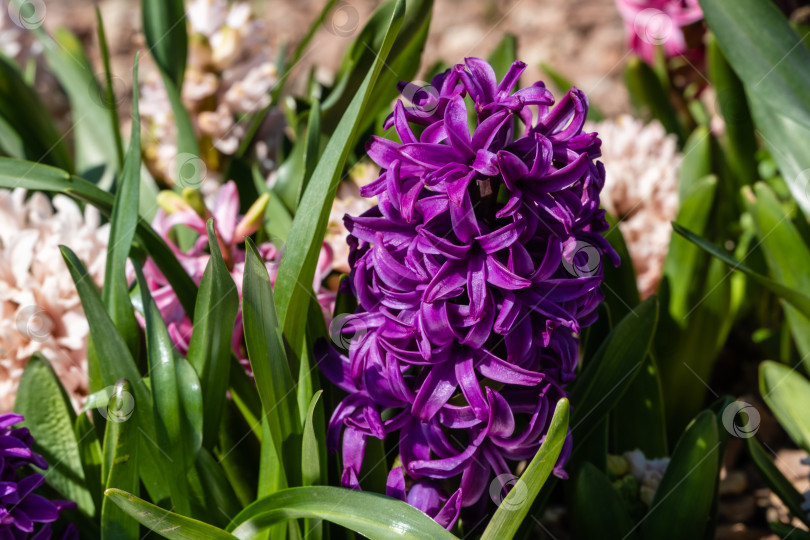 Скачать Фиолетовый гиацинт Hyacinthus orientalis (гиацинт обыкновенный, садовый или голландский гиацинт) на клумбе во французском саду. Крупный план. Общественный городской ландшафтный парк "Краснодар". Ранняя весна. Выборочный фокус. фотосток Ozero