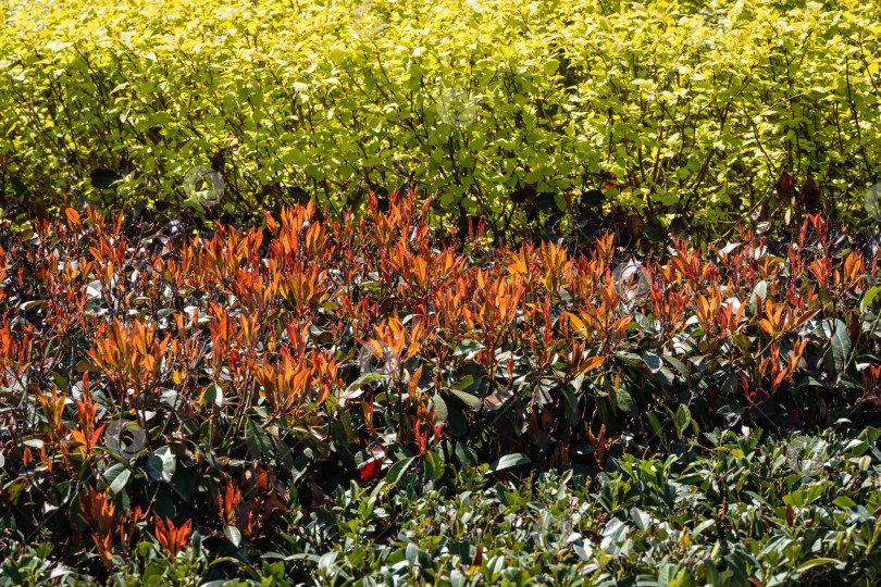 Скачать Красивые красные и зеленые листья кустарника Photinia fraseri 'Red Robin' в качестве живой изгороди во французском саду. Общественный городской ландшафтный парк "Краснодар" или парк Галицкого. Место для прогулок и семей с детьми. фотосток Ozero
