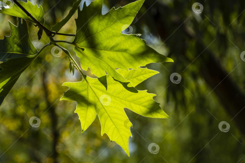 Скачать Молодые пушистые зеленые листья американского платана (Platanus occidentalis) на размытом фоне зеленых листьев в парке Адлера. Выборочный фокус. Крупный план. Концепция природы для дизайна. Весна 2021. фотосток Ozero