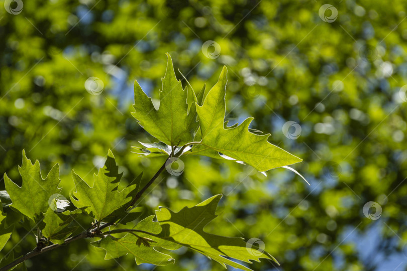 Скачать Молодые пушистые зеленые листья американского платана (Platanus occidentalis) на размытом фоне зеленых листьев в парке Адлера. Выборочный фокус. Крупный план. Концепция природы для дизайна. Весна 2021. фотосток Ozero