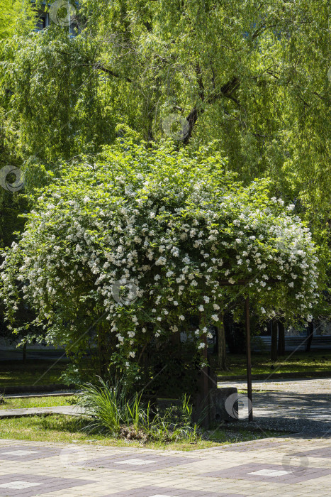 Скачать Огромный куст с белыми махровыми цветами жасмина Philadelphus coronarius sweet mock-orange в парке курортного города Адлер. Цветущий дикий английский кизил в солнечном весеннем парке. Крупный план. Цветочный пейзаж. фотосток Ozero