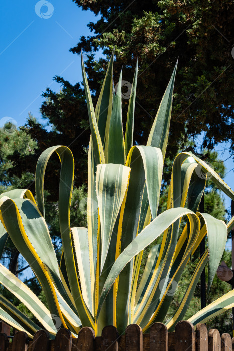 Скачать Агава мексиканская (Agave americana) в полоску на фоне голубого весеннего неба. Крупный план. Род агав, подсемейство агавовых, семейство спаржевых в ландшафтном городском парке города-курорта Адлер. Сочи. фотосток Ozero