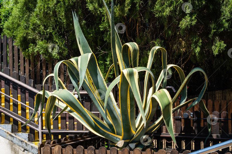 Скачать Агава мексиканская (Agave americana) в полоску на фоне вечнозеленых растений. Крупный план. Род Агава, подсемейство агавовые, семейство спаржевые в ландшафтном городском парке города-курорта Адлер.. Сочи. фотосток Ozero