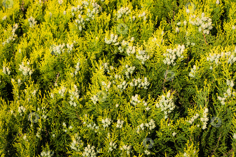 Скачать Platycladus orientalis, также известный как китайская туя или восточная туя). Синие семена среди золотистых листьев на ветвях туи. Избирательный подход. Концепция природы для дизайна. Текстура желтых листьев в качестве фона. фотосток Ozero