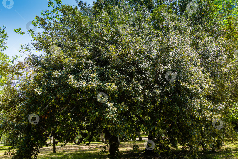 Скачать Цветущий Quercus ilex, вечнозеленый дуб или желудь каменного дуба в весеннем городском парке курортного города Адлер. Пейзаж с цветущим каменным дубом на фоне вечнозеленых растений. Концепция природы для дизайна. фотосток Ozero