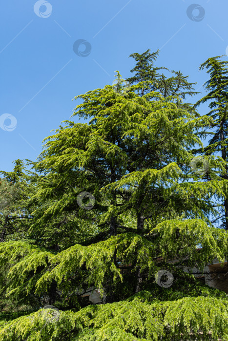 Скачать Молодая ярко-зеленая хвоя гималайского кедра (Cedrus Deodara, Деодар), растущего на набережной курортного города Адлер. Крупный план. Черное море. Размытый фон. Выборочный фокус. Адлер. Сочи. фотосток Ozero