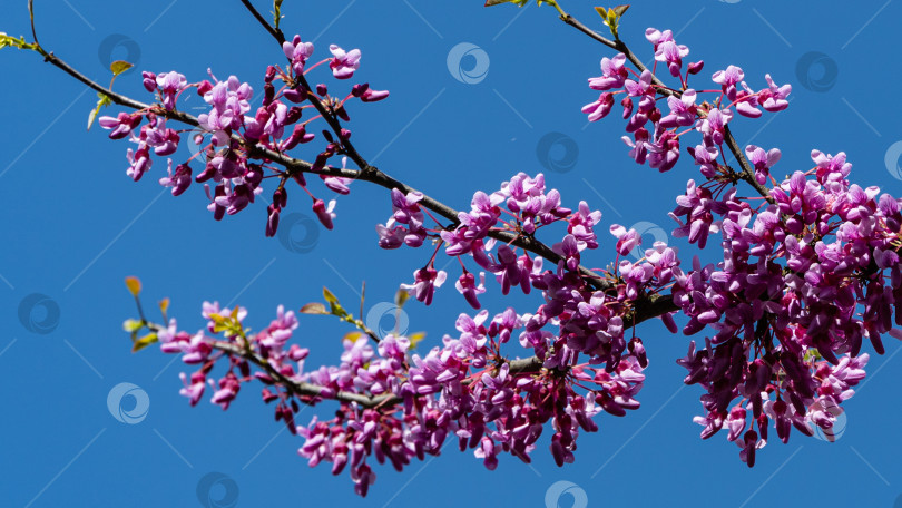 Скачать Розовые цветы на ветке красноплодной рябины или Cercis canadensis на фоне голубого весеннего неба. Выборочный фокус. Крупным планом розовые цветы иудиного дерева. Концепция природы для дизайна. фотосток Ozero
