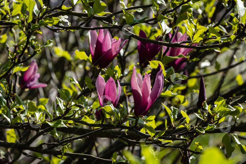 Скачать Крупные бутоны розовых цветов магнолии Сьюзан (Magnolia liliiflora x Magnolia stellata) на размытом фоне зеленой листвы. Выборочный фокус. Концепция природы для дизайна. Место для вашего текста. Весна 2021 фотосток Ozero