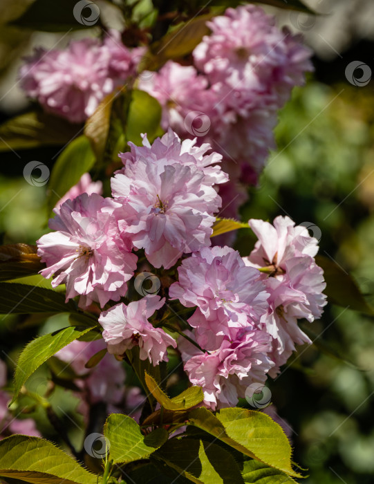 Скачать Крупные розовые цветы на ветке дерева Prunus 'Kanzan' на размытом темно-зеленом фоне. Цветущее дерево Prunus 'Kanzan' (Prunus serrulata или Prunus lannesiana). Выборочный фокус.Концепция природы для дизайна фотосток Ozero