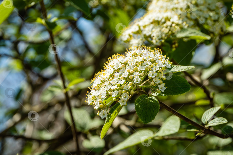 Скачать Цветущий куст кожистолистной калины (Viburnum rhytidophyllum Alleghany) на зеленом размытом фоне. Белые цветы в соцветиях на ветвях. Выборочный фокус. Концепция природы для естественного дизайна фотосток Ozero