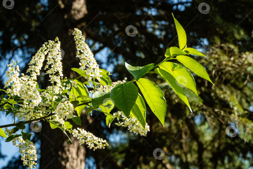 Скачать Цветущее дерево Prunus padus "Сибирская красавица" в весеннем ландшафтном саду. Белые цветы цветущей черемухи или первомайского дерева на размытом темно-зеленом фоне. Выборочный фокус. Природная концепция дизайна фотосток Ozero