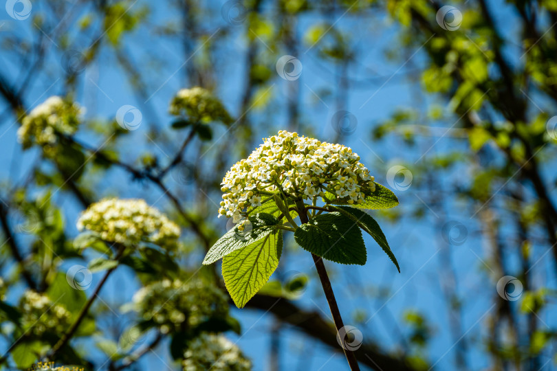 Скачать Цветущий куст кожистолистной калины (Viburnum rhytidophyllum Alleghany) на зеленом размытом фоне. Белые цветы в соцветиях на ветвях. Выборочный фокус. Природная концепция для естественного дизайна фотосток Ozero