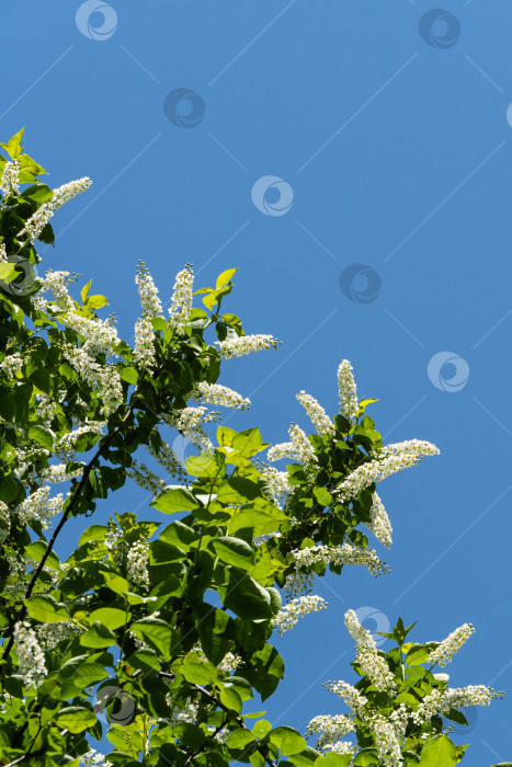 Скачать Цветущий Prunus padus "Сибирская красавица" на фоне голубого неба. Белые цветы на ветках черемухи или первомайского дерева. Крупный план. Выборочный фокус. Есть место для текста. Концепция природы для дизайна. фотосток Ozero