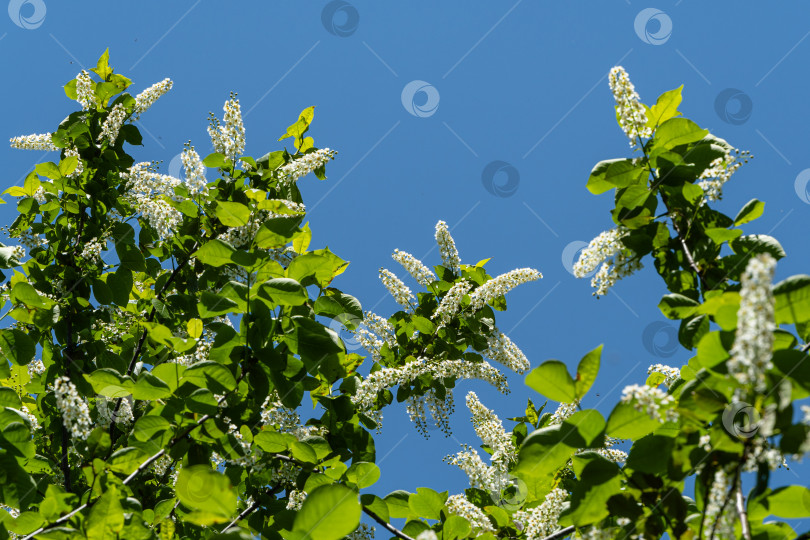 Скачать Цветущий Prunus padus "Сибирская красавица" на фоне голубого неба. Белые цветы на ветках черемухи или первомайского дерева. Крупный план. Выборочный фокус. Есть место для текста. Концепция природы для дизайна. фотосток Ozero