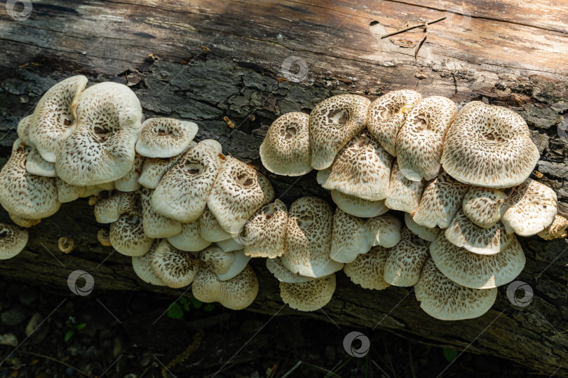 Скачать Лесные грибы на пне яблони крупным планом в естественной среде обитания при солнечном свете на сером фоне. Красивые лесные грибы с белой шляпкой и коричневыми пятнами. Органические натуральные грибы в природе фотосток Ozero