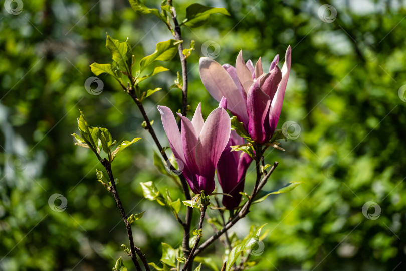 Скачать Крупные бутоны розовых цветов магнолии Сьюзан (Magnolia liliiflora x Magnolia stellata) на размытом фоне зеленой листвы. Выборочный фокус. Концепция природы для дизайна. Место для вашего текста. Весна 2021 фотосток Ozero
