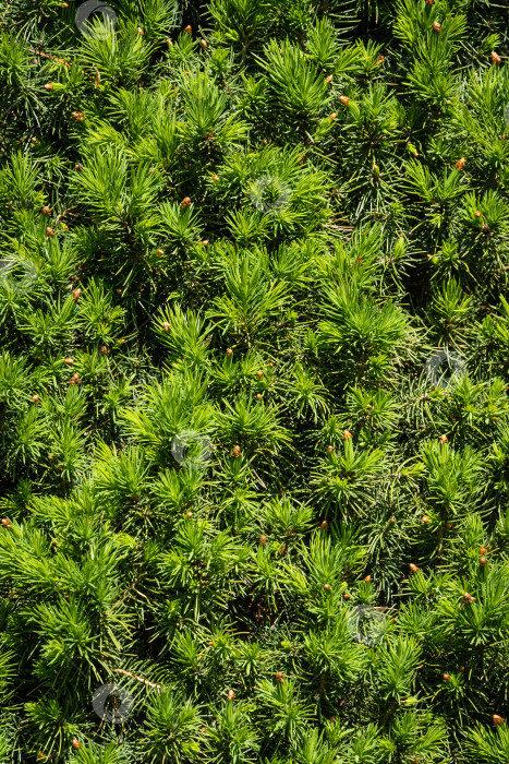 Скачать Канадская ель Picea glauca Conica . Ярко-зеленая молодая короткая хвоя на размытом фоне. Крупный план. Концепция природы для дизайна. Место для вашего текста. Выборочный фокус фотосток Ozero