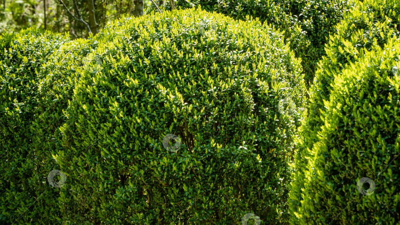 Скачать Кусты самшита Buxus sempervirens или европейского самшита на размытом зеленом фоне. Молодые ярко-зеленые листья сияют в лучах весны. Выборочный фокус. Крупный план. Идеальный фон для любой природной темы. фотосток Ozero