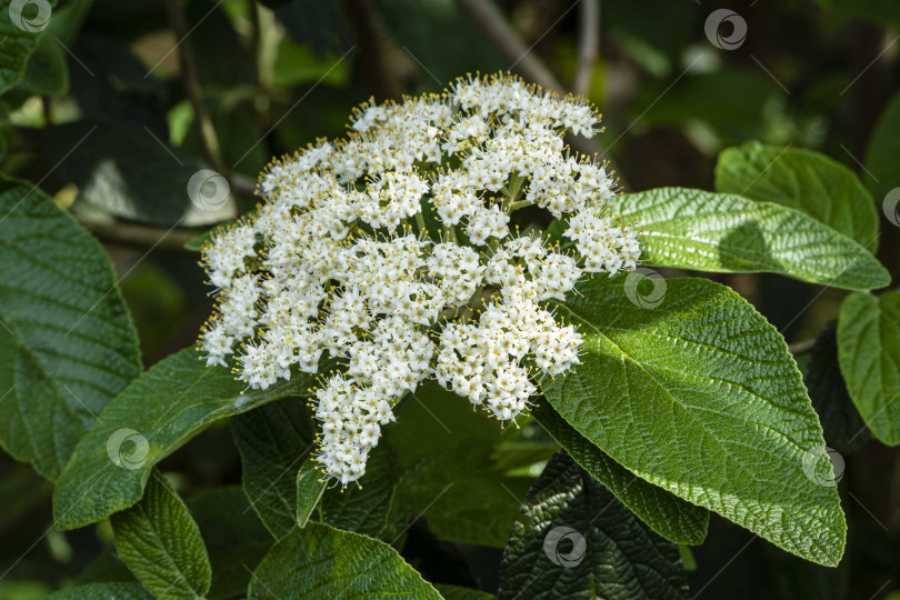 Скачать Куст цветущей кожистолистной калины (Viburnum rhytidophyllum Alleghany) на размытом фоне. Выборочный фокус. Крупный план. Соцветия с белыми цветами на ветке кожистолистной калины. фотосток Ozero